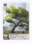 Netrunner LCG: Jinteki Personal Evolution 2015 promo card